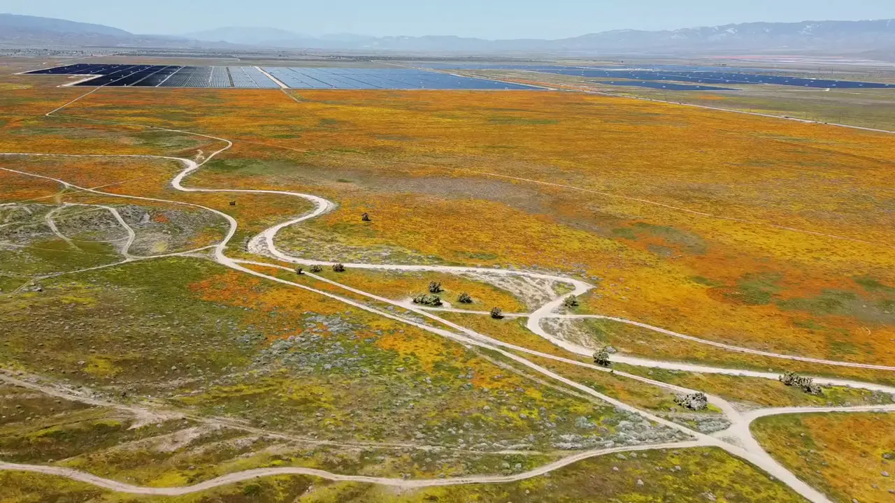 Spring poppy fields in the Antelope Valley near Lancaster