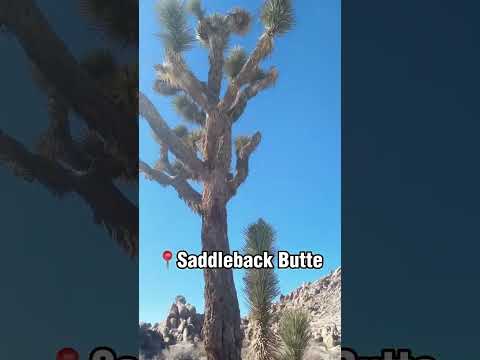 Lancaster, California Nature short. video thumbnail